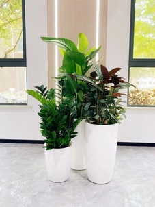 宁波慈溪盆景租赁方案